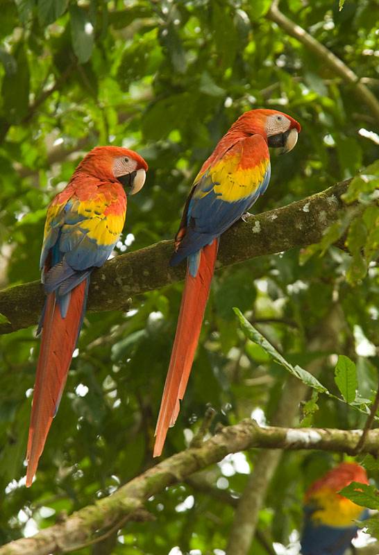 BAS37 - Scarlet Macaw pairﾠ©2008 Barbara Swanson